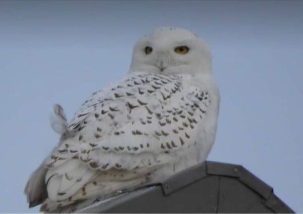 A snowy owl with white feathers and dark spots is perched on the edge of a gray rooftop, gazing to the side against a pale blue sky.