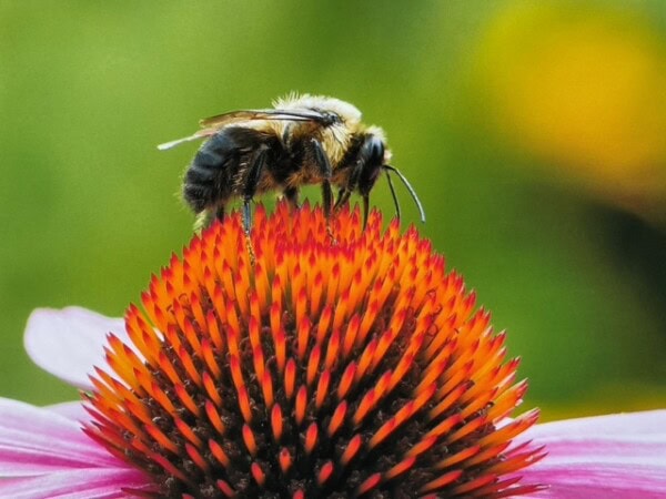 A close-up of a bee collecting nectar from the spiky, orange center of a pink coneflower, with a blurred green and yellow background.